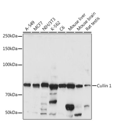 Cullin 1 Rabbit Polyclonal Antibody