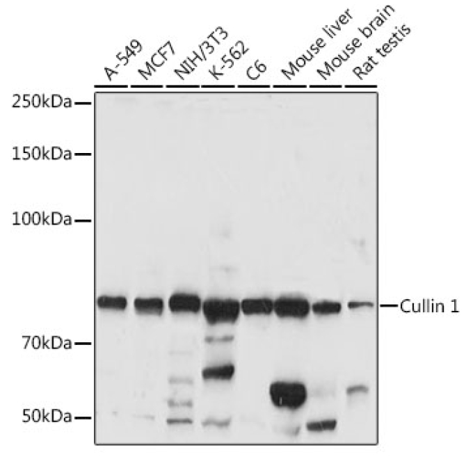 Cullin 1 Rabbit Polyclonal Antibody