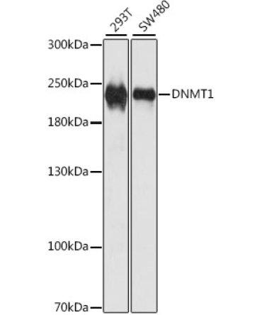 DNMT1 Rabbit Polyclonal Antibody