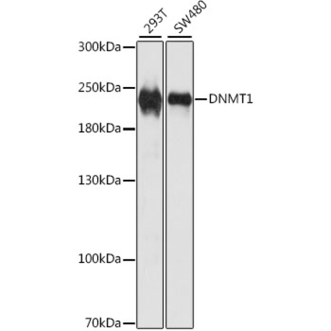 DNMT1 Rabbit Polyclonal Antibody