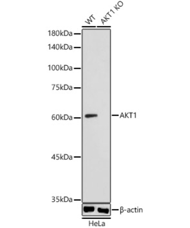 AKT1 Rabbit Polyclonal Antibody [KO Validated]