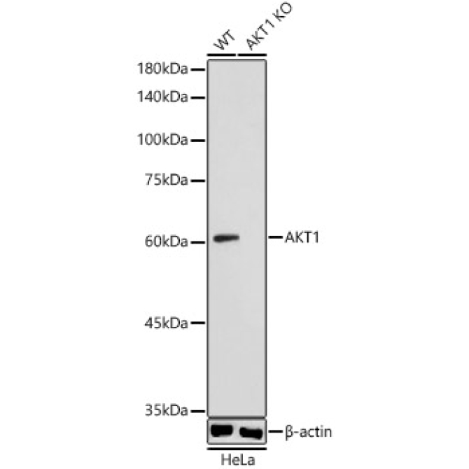 AKT1 Rabbit Polyclonal Antibody [KO Validated]