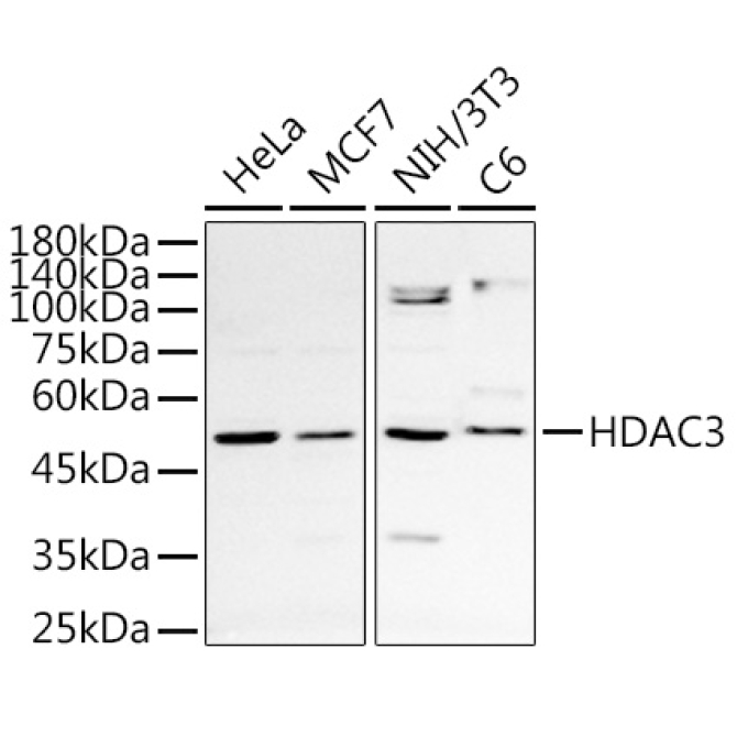 HDAC3 Rabbit Polyclonal Antibody