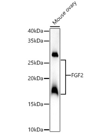 FGF2 Rabbit Polyclonal Antibody