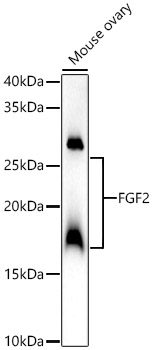 FGF2 Rabbit Polyclonal Antibody