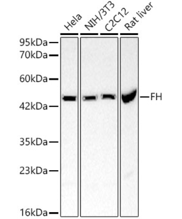 FH Rabbit Polyclonal Antibody [KO Validated]