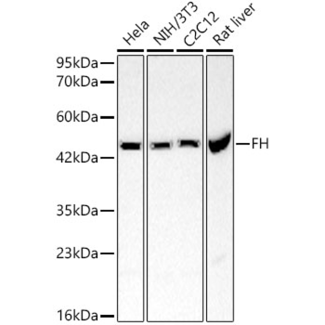 FH Rabbit Polyclonal Antibody [KO Validated]