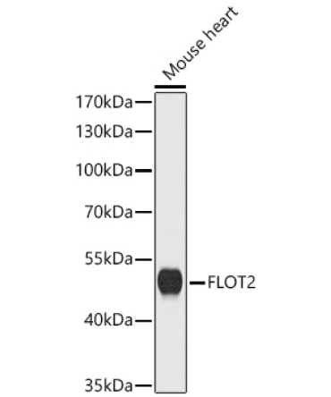 FLOT2 Rabbit Polyclonal Antibody