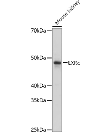 LXRAlpha Rabbit Polyclonal Antibody