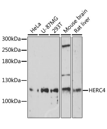 HERC4 Rabbit Polyclonal Antibody