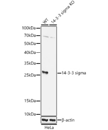 14-3-3 sigma Rabbit Polyclonal Antibody [KO Validated]