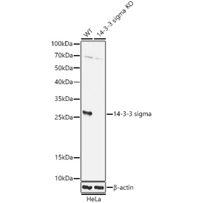 14-3-3 sigma Rabbit Polyclonal Antibody [KO Validated]