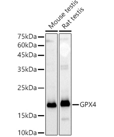 GPX4 Rabbit Polyclonal Antibody [KD Validated]