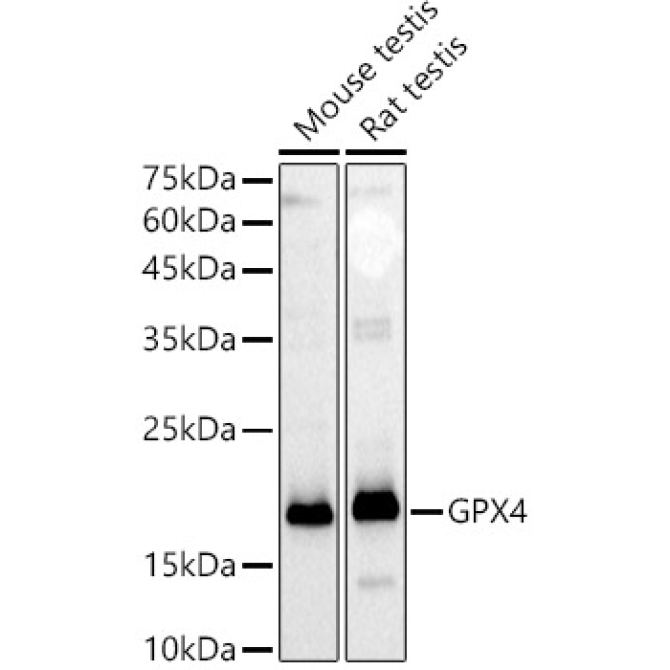 GPX4 Rabbit Polyclonal Antibody [KD Validated]