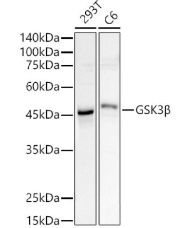 GSK3Beta Rabbit Polyclonal Antibody