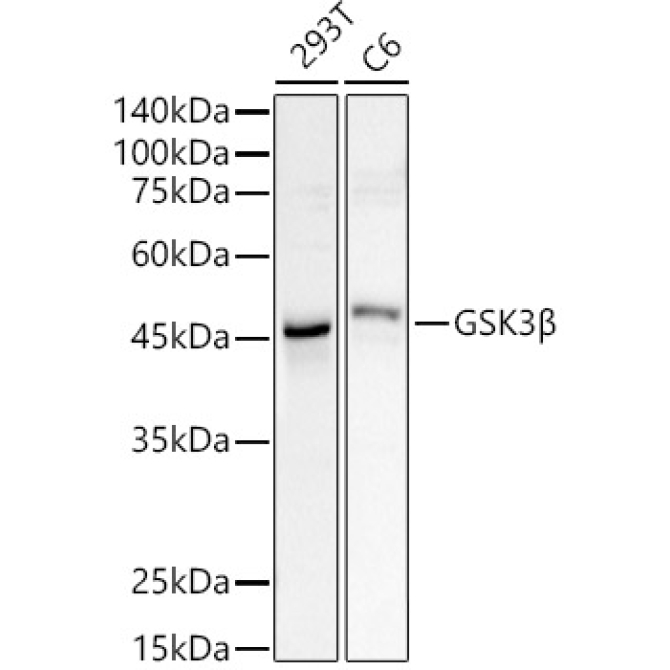 GSK3Beta Rabbit Polyclonal Antibody