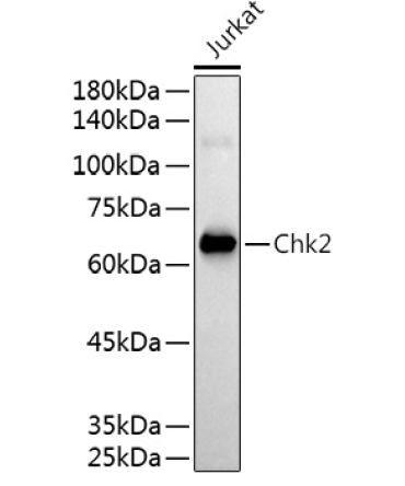 Chk2 Rabbit Polyclonal Antibody