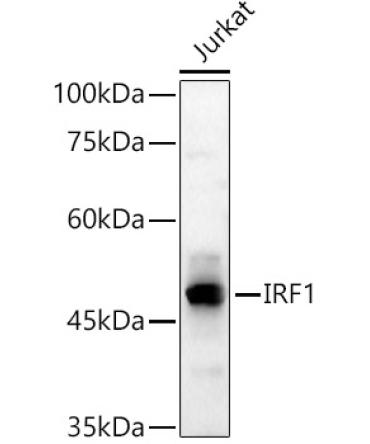 IRF1 Rabbit Polyclonal Antibody