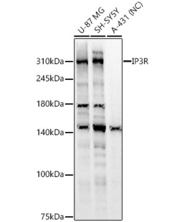 IP3R Rabbit Polyclonal Antibody