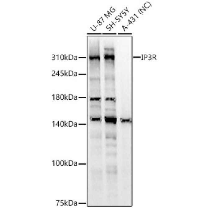 IP3R Rabbit Polyclonal Antibody
