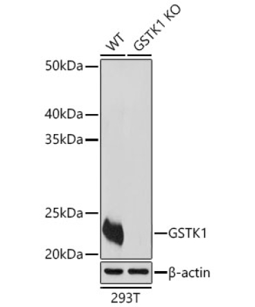 GSTK1 Rabbit Polyclonal Antibody [KO Validated]