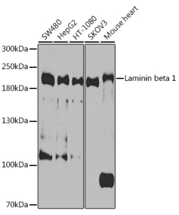 Laminin beta 1 Rabbit Polyclonal Antibody