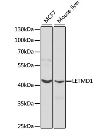 LETMD1 Rabbit Polyclonal Antibody