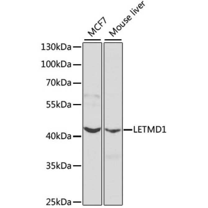 LETMD1 Rabbit Polyclonal Antibody