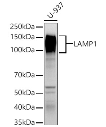 LAMP1 Rabbit Polyclonal Antibody