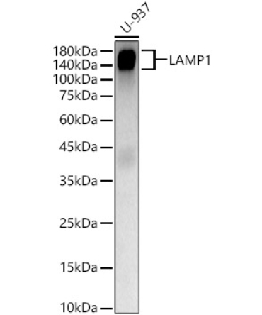 LAMP1 Rabbit Polyclonal Antibody [KD Validated]