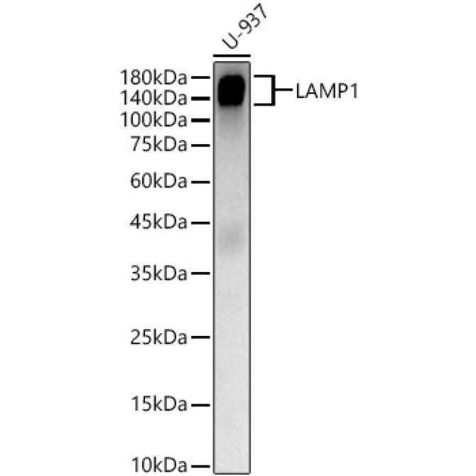 LAMP1 Rabbit Polyclonal Antibody [KD Validated]