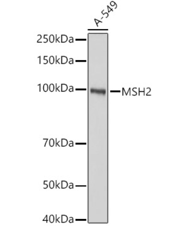 MSH2 Rabbit Polyclonal Antibody [KO Validated]