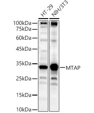 MTAP Rabbit Polyclonal Antibody