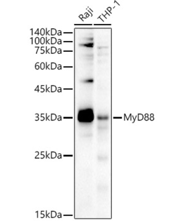 MyD88 Rabbit Polyclonal Antibody