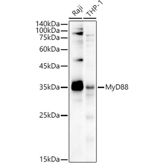 MyD88 Rabbit Polyclonal Antibody