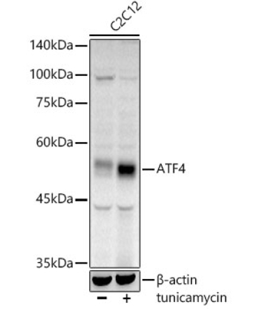 ATF4 Rabbit Polyclonal Antibody