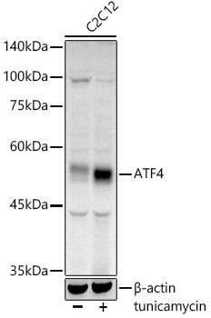 ATF4 Rabbit Polyclonal Antibody