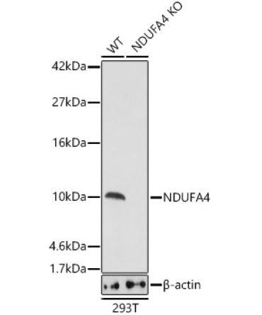 NDUFA4 Rabbit Polyclonal Antibody [KO Validated]
