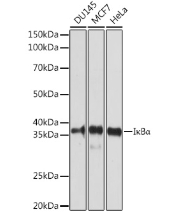 I?BAlpha Rabbit Polyclonal Antibody