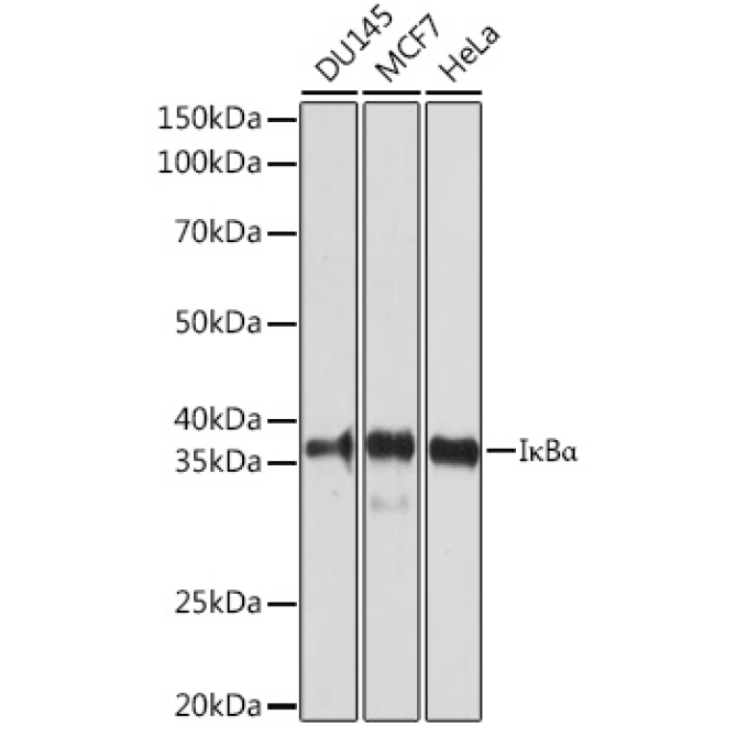 I?BAlpha Rabbit Polyclonal Antibody