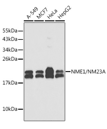 NME1/NM23A Rabbit Polyclonal Antibody