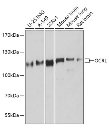 OCRL Rabbit Polyclonal Antibody
