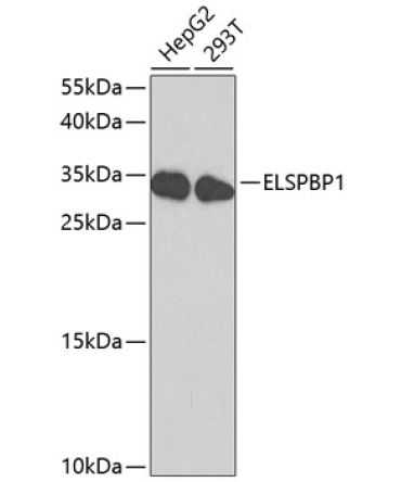 ELSPBP1 Rabbit Polyclonal Antibody