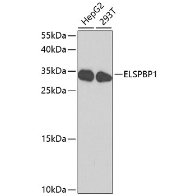 ELSPBP1 Rabbit Polyclonal Antibody