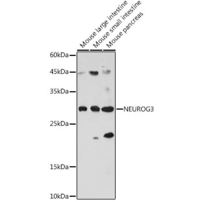 NEUROG3 Rabbit Polyclonal Antibody