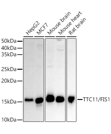 TTC11/FIS1 Rabbit Polyclonal Antibody [KO Validated]