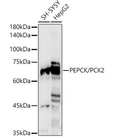PEPCK/PCK2 Rabbit Polyclonal Antibody [KO Validated]
