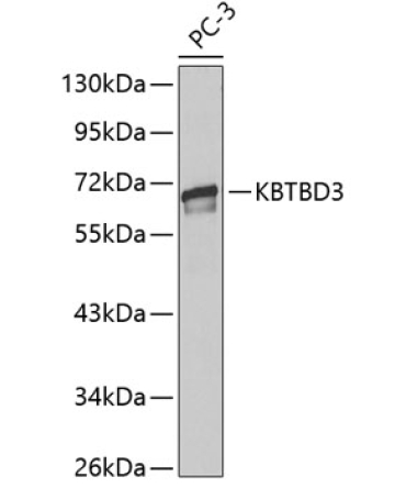 KBTBD3 Rabbit Polyclonal Antibody