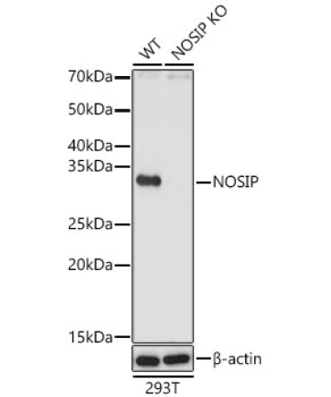 NOSIP Rabbit Polyclonal Antibody [KO Validated]
