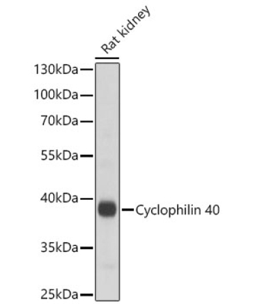 Cyclophilin 40 Rabbit Polyclonal Antibody